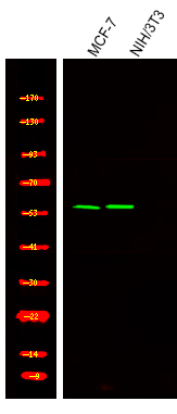 Rabbit Polyclonal Antibody to TRF2 (Phospho-Ser323)