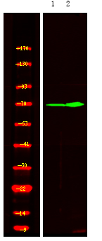 Rabbit Polyclonal Antibody to XRCC1 (Phospho-Thr284)