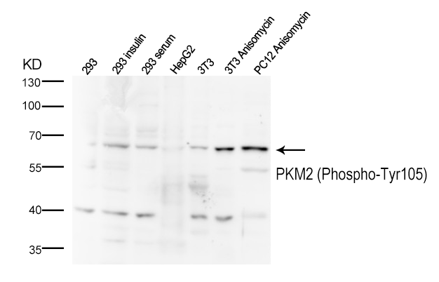 Rabbit Polyclonal Antibody to PKM2 (Phospho-Tyr105)
