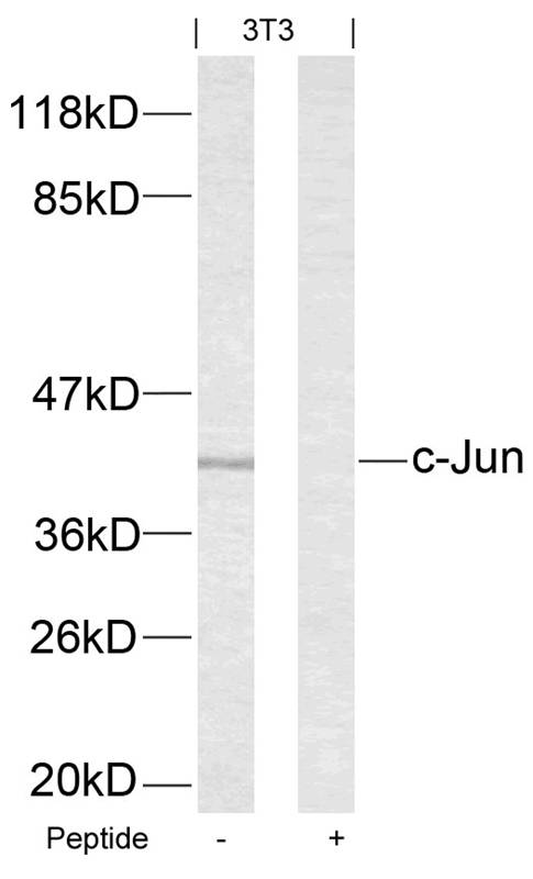 Rabbit Polyclonal Antibody to c-Jun(Ab-63)