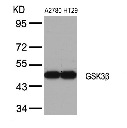 Rabbit Polyclonal Antibody to GSK3b(Ab-9)