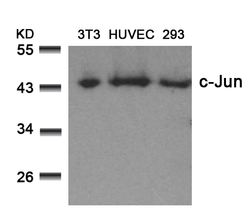 Rabbit Polyclonal Antibody to c-Jun(Ab-73)