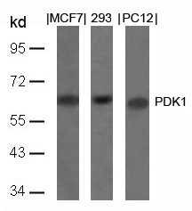 Rabbit Polyclonal Antibody to PDK1(Ab-241)