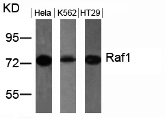 Rabbit Polyclonal Antibody to Raf1(Ab-259)