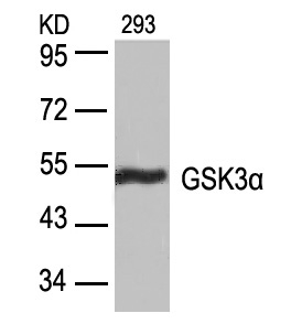 Rabbit Polyclonal Antibody to GSK3a(Ab-21)