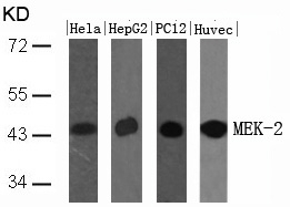 Rabbit Polyclonal Antibody to MEK2(Ab-394)