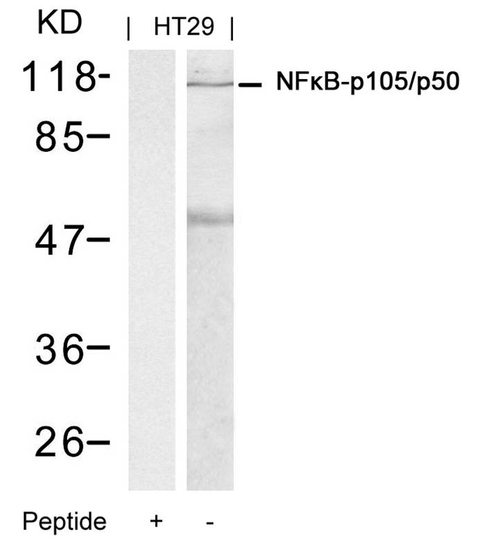 Rabbit Polyclonal Antibody to NFkB-p105/p50(Ab-337)