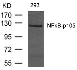 Rabbit Polyclonal Antibody to NFkB-p105(Ab-893)