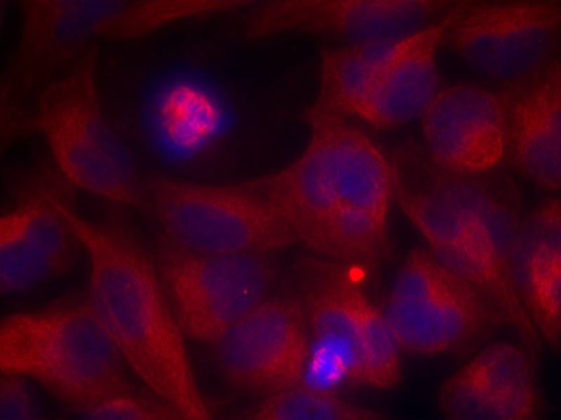 Rabbit Polyclonal Antibody to Rel(Ab-503)