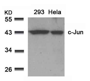 Rabbit Polyclonal Antibody to c-Jun(Ab-91)