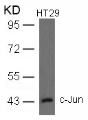 Rabbit Polyclonal Antibody to c-Jun(Ab-93)