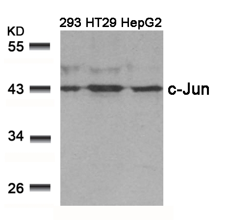Rabbit Polyclonal Antibody to c-Jun(Ab-239)