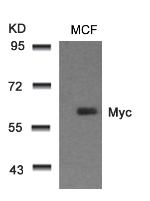 Rabbit Polyclonal Antibody to Myc(Ab-58)