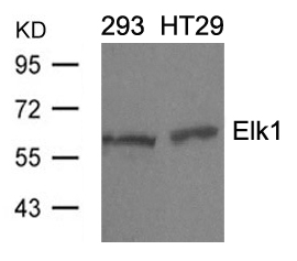 Rabbit Polyclonal Antibody to Elk1(Ab-389)