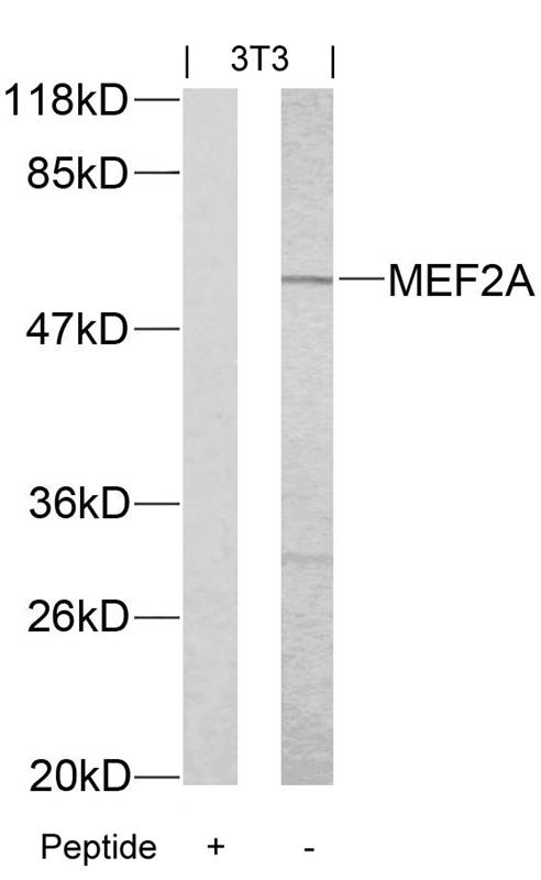 Rabbit Polyclonal Antibody to MEF2a(Ab-312)