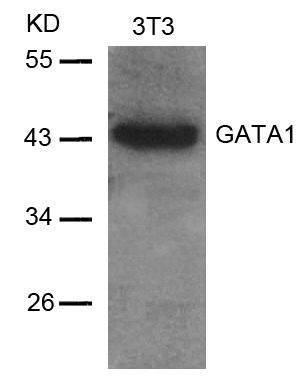 Rabbit Polyclonal Antibody to GATA1(Ab-142)