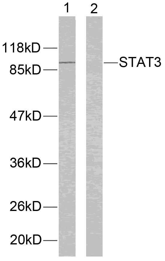 Rabbit Polyclonal Antibody to STAT3(Ab-705)