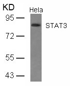 Rabbit Polyclonal Antibody to STAT3(Ab-727)