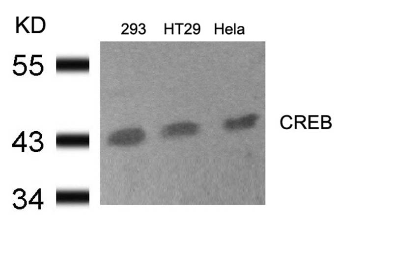 Rabbit Polyclonal Antibody to CREB(Ab-133)