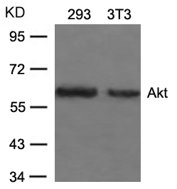 Rabbit Polyclonal Antibody to Akt(Ab-473)