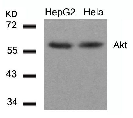 Rabbit Polyclonal Antibody to Akt(Ab-308)