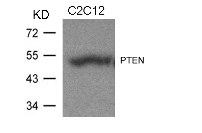 Rabbit Polyclonal Antibody to PTEN(Ab-370)