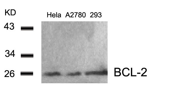 Rabbit Polyclonal Antibody to BCL-2(Ab-56)