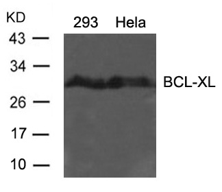Rabbit Polyclonal Antibody to BCL-XL(Ab-62)