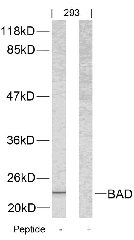 Rabbit Polyclonal Antibody to BAD(Ab-112)