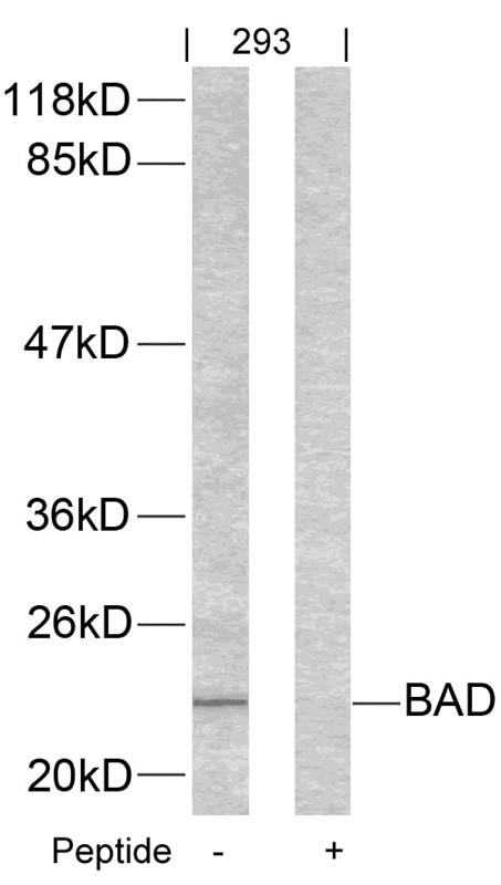 Rabbit Polyclonal Antibody to BAD(Ab-155)