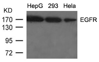 Rabbit Polyclonal Antibody to EGFR(Ab-1092)