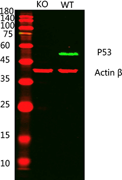Rabbit Polyclonal Antibody to p53(Ab-15)