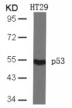 Rabbit Polyclonal Antibody to p53(Ab-46)