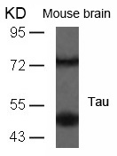 Rabbit Polyclonal Antibody to Tau(Ab-235)