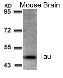 Rabbit Polyclonal Antibody to Tau(Ab-205)