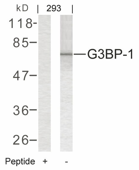 Rabbit Polyclonal Antibody to G3BP-1(Ab-232)