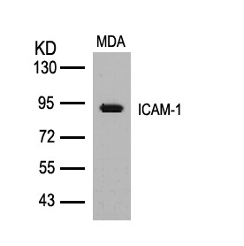 Rabbit Polyclonal Antibody to ICAM-1(Ab-512)