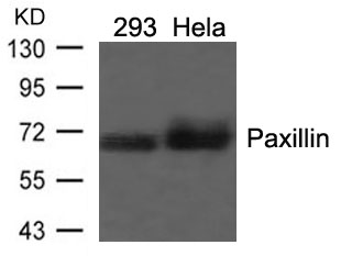 Rabbit Polyclonal Antibody to Paxillin(Ab-118)