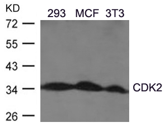 Rabbit Polyclonal Antibody to CDK2(Ab-160)