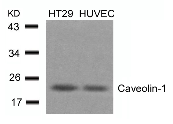 Rabbit Polyclonal Antibody to Caveolin-1(Ab-14)