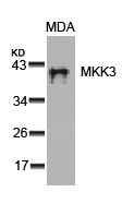 Rabbit Polyclonal Antibody to MKK3(Ab-189)