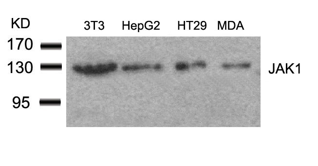 Rabbit Polyclonal Antibody to JAK1(Ab-1022)