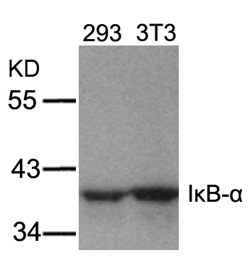 Rabbit Polyclonal Antibody to IkB-a(Ab-32/36)