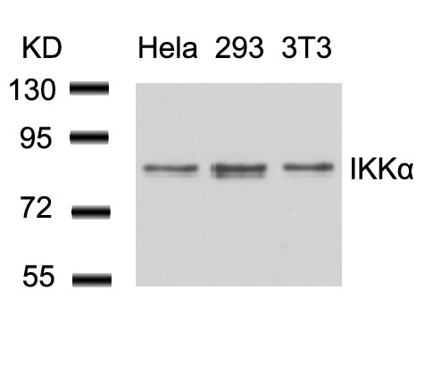 Rabbit Polyclonal Antibody to IKK a(Ab-23)