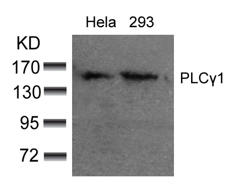 Rabbit Polyclonal Antibody to PLCg1(Ab-783)