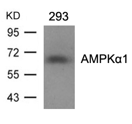 Rabbit Polyclonal Antibody to AMPKα1 (Ab-496)