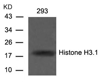 Rabbit Polyclonal Antibody to Histone H3.1(Ab-10)