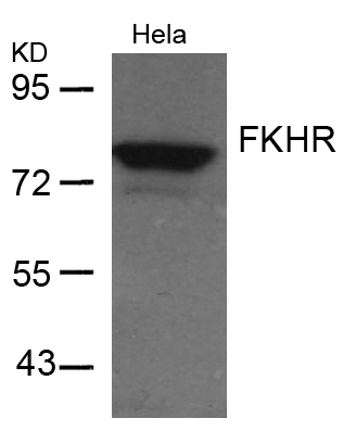 Rabbit Polyclonal Antibody to FKHR(Ab-256)