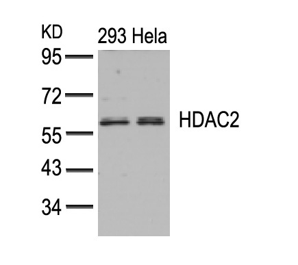 Rabbit Polyclonal Antibody to HDAC2(Ab-394)
