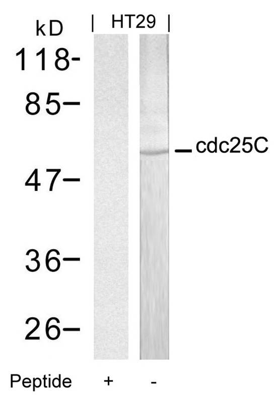 Rabbit Polyclonal Antibody to cdc25C(Ab-216)